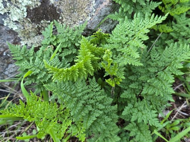 Cheilanthes austrotenuifolia (Rock Fern) (alternate view 13)