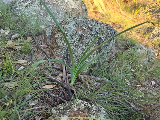 Dianella longifolia (Pale Flax-Lily) (alternate view 11)