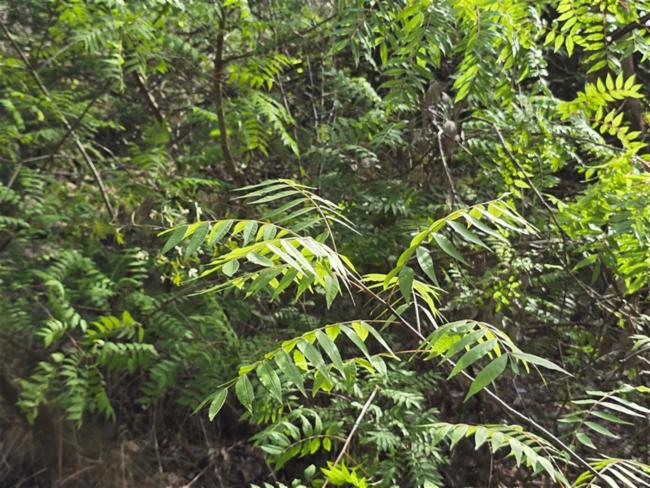 Pistacia chinensis (Chinese pistache) (alternate view 12)