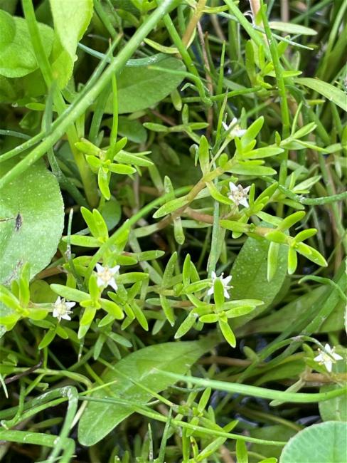 Crassula helmsii (New Zealand pygmyweed) (alternate view 10)