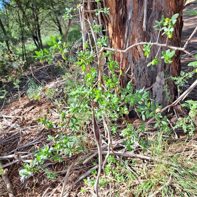 Lycium ferocissimum (African boxthorn) (alternate view 12)