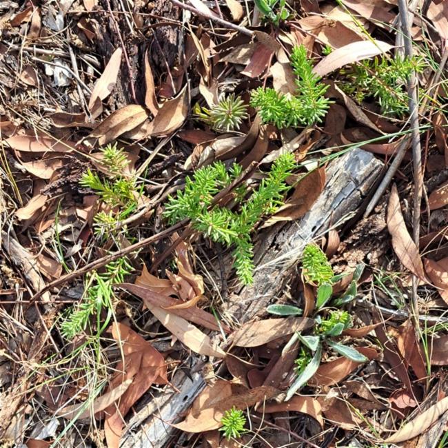 Grevillea rosmarinifolia (rosemary grevillea) (alternate view 12)