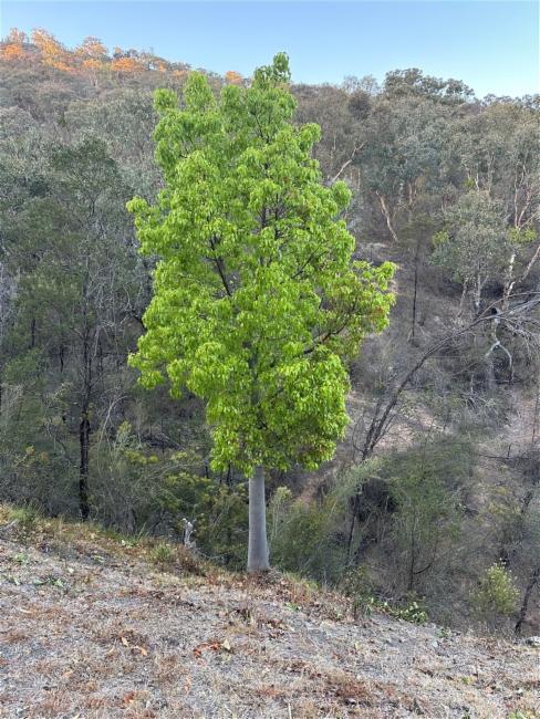 Brachychiton populneus (kurrajong) (alternate view 12)