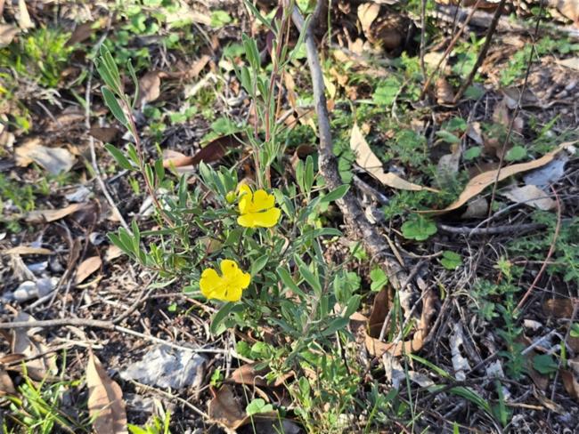 Hibbertia obtusifolia (grey guinea flower) (alternate view 12)