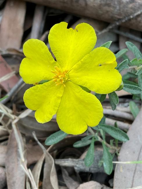 Hibbertia linearis (Showy Guinea Flower) (alternate view 10)