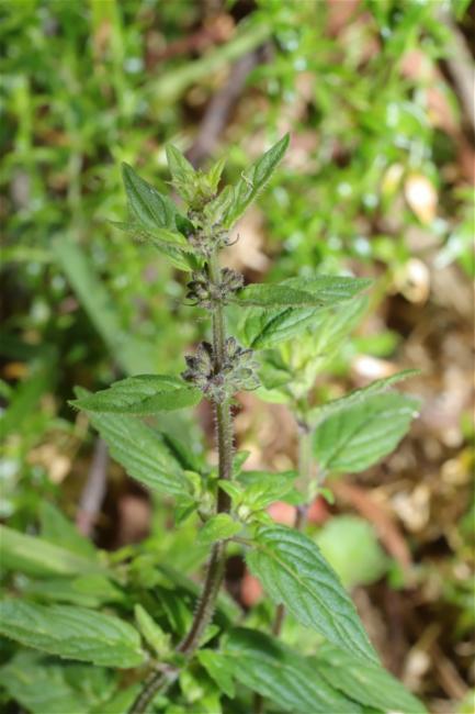Mentha (mints)