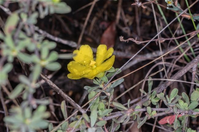 Hibbertia obtusifolia (grey guinea flower) (alternate view 11)