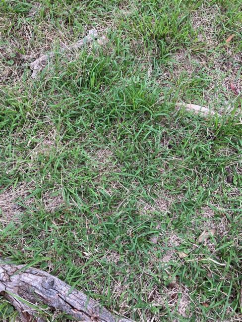 Microlaena stipoides (Weeping-grass) (alternate view 11)