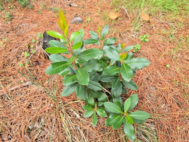 Arbutus unedo (strawberry tree) (alternate view 2)