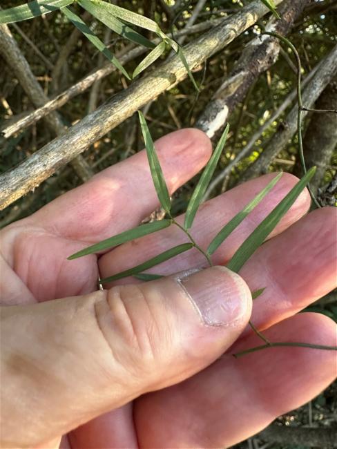 Geitonoplesium cymosum (Climbing Lily) (alternate view 11)