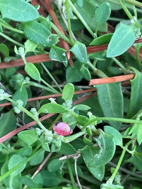 Chenopodium nutans (Climbing saltbush) (alternate view 11)