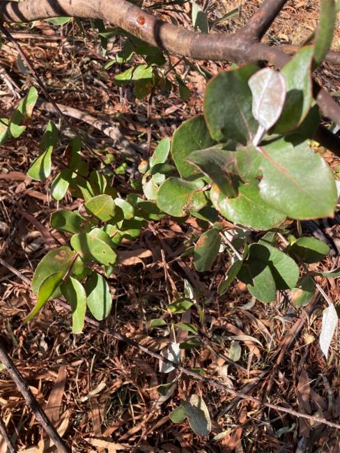 Eucalyptus globulus (Tasmanian Blue Gum)