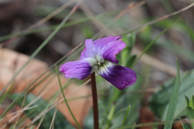 Viola betonicifolia (Mountain Violet) (alternate view 12)