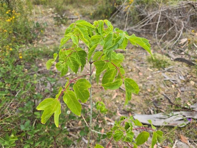 Acer negundo (Box Elder) (alternate view 11)