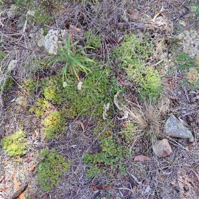 Styphelia humifusa (Cranberry Heath) (alternate view 6)
