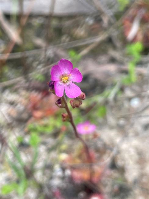 Drosera spatulata (Rosy Sundew) (alternate view 11)
