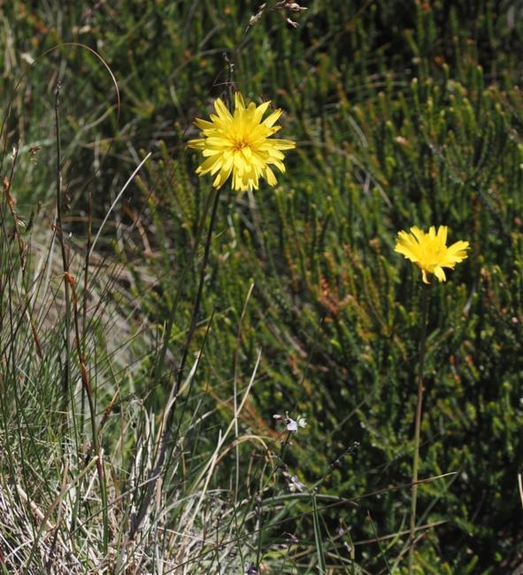 Microseris walteri (Murnong) (alternate view 6)