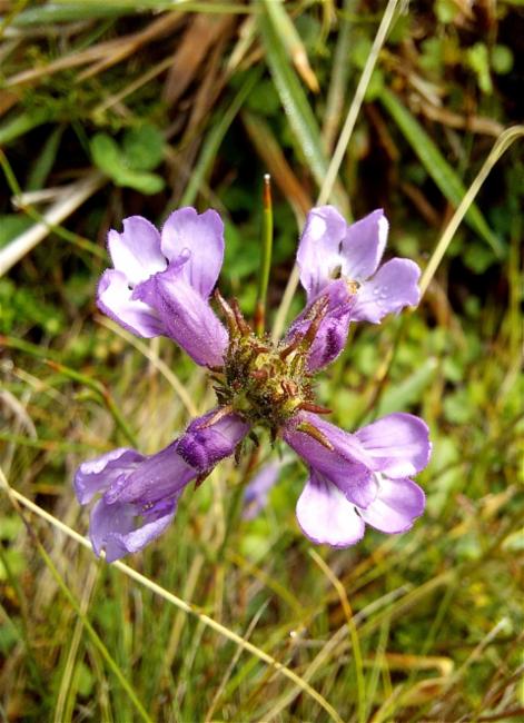 Euphrasia (eyebrights)