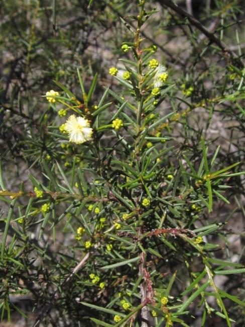 Acacia genistifolia (Spreading Wattle) (alternate view 14)