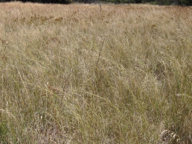 Eragrostis curvula (African love grass) (alternate view 9)