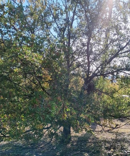 Ulmus parvifolia (Lacebark Chinese Elm Tree) (alternate view 3)