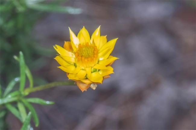 Xerochrysum viscosum (sticky everlasting) (alternate view 11)