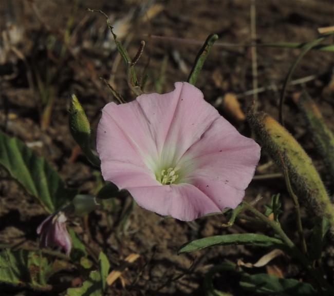 Convolvulus angustissimus (Blushing Bindweed) (alternate view 11)