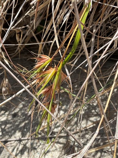 Themeda triandra (Kangaroo Grass) (alternate view 10)