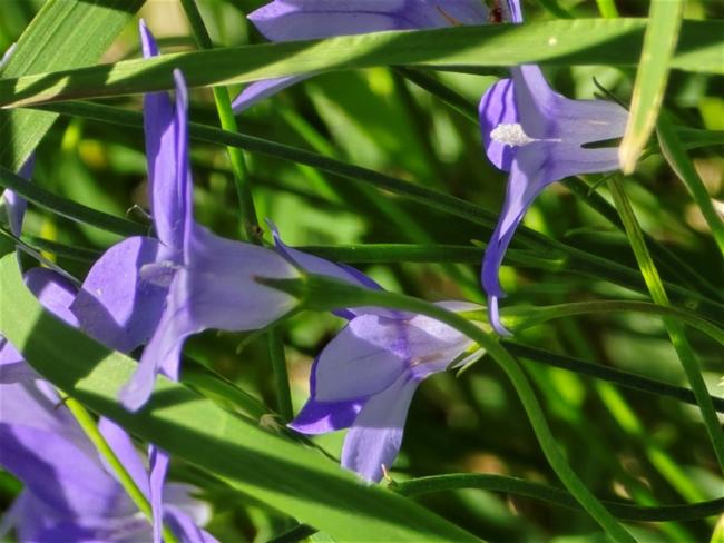 Wahlenbergia gracilis (Australian Bluebell) (alternate view 12)