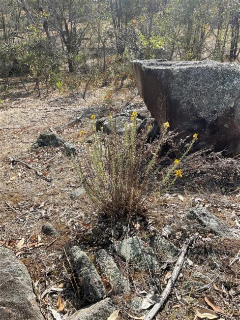 Chrysocephalum semipapposum (clustered everlasting) (alternate view 12)