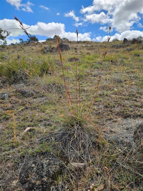 Cymbopogon refractus (barbwire grass) (alternate view 12)