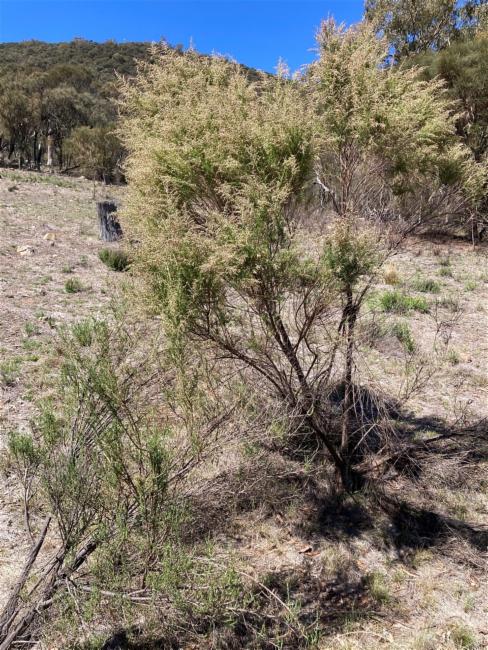 Cassinia sifton (Sifton Bush) (alternate view 10)