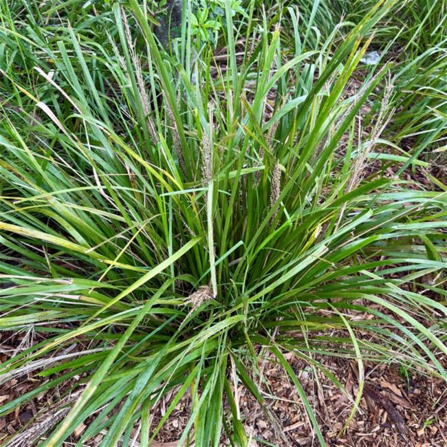 Lomandra
