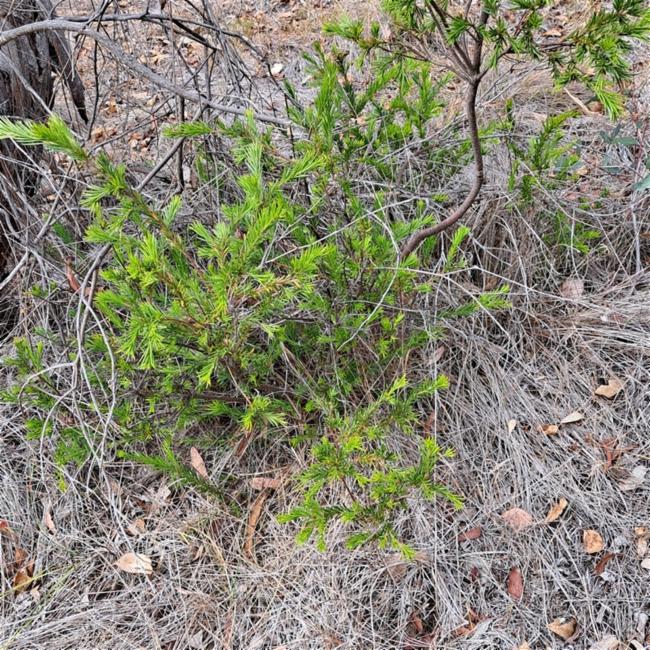 Grevillea rosmarinifolia (rosemary grevillea) (alternate view 13)