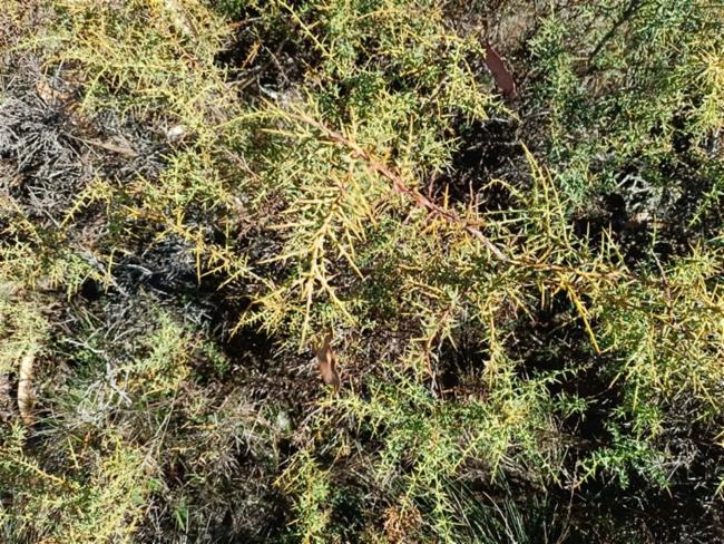Daviesia ulicifolia (gorse bitter pea) (alternate view 13)