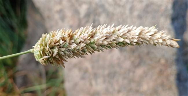 Phalaris aquatica (harding grass) (alternate view 13)