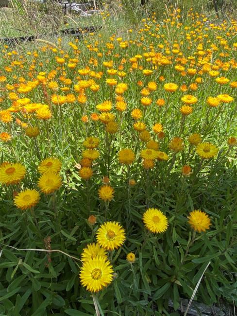 Xerochrysum (alternate view 3)