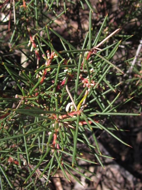 Hakea decurrens (Bushy Needlewood) (alternate view 13)