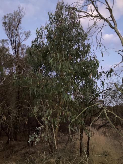 Eucalyptus globulus (Tasmanian Blue Gum) (alternate view 3)