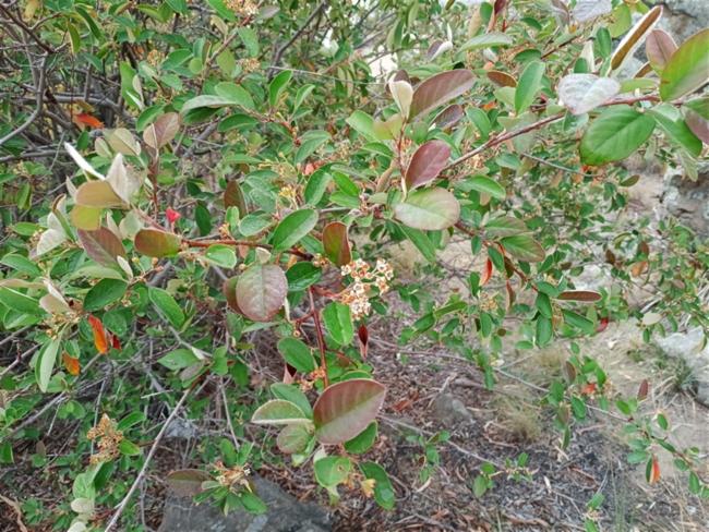 Cotoneaster glaucophyllus (Bright bead cotoneaster) (alternate view 13)