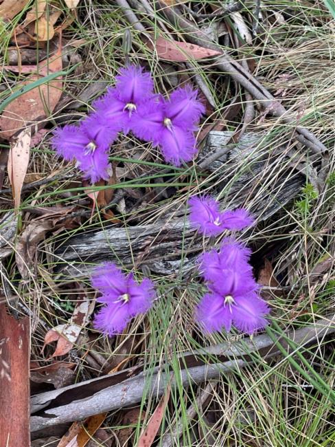 Thysanotus tuberosus (Common Fringe-lily) (alternate view 13)