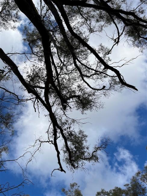 Eucalyptus racemosa (Northern Scribbly Gum) (alternate view 11)