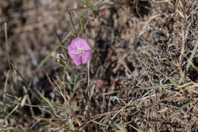 Convolvulus angustissimus (Blushing Bindweed) (alternate view 12)