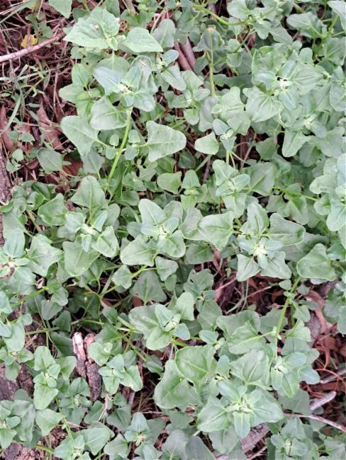 Chenopodium robertianum (Saloop) (alternate view 8)