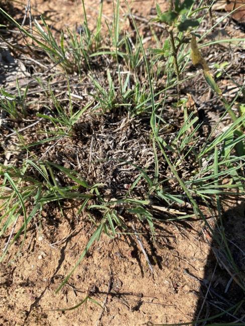 Eragrostis curvula (African love grass) (alternate view 10)