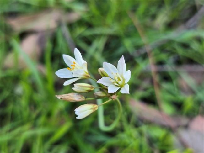 Allium tuberosum (Garlic Chives) (alternate view 9)