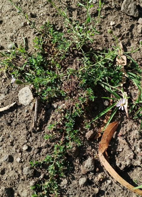 Vittadinia cuneata (Purple Fuzzweed) (alternate view 13)