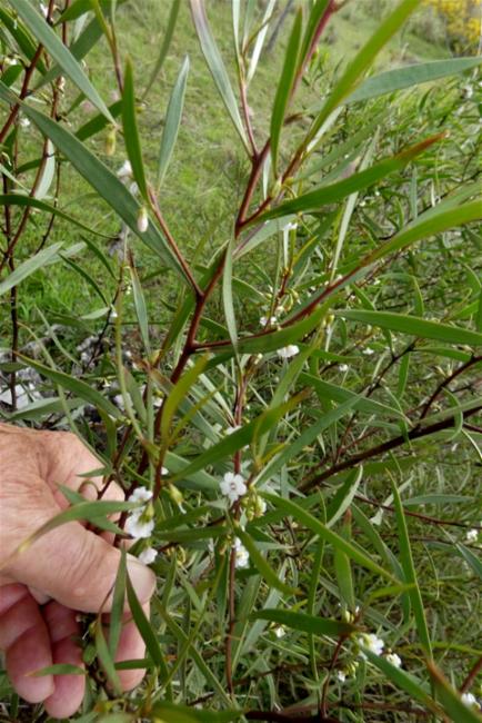 Myoporum montanum (waterbush) (alternate view 12)