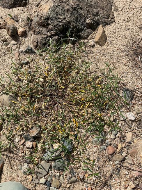 Alternanthera denticulata (Lesser Joyweed) (alternate view 13)