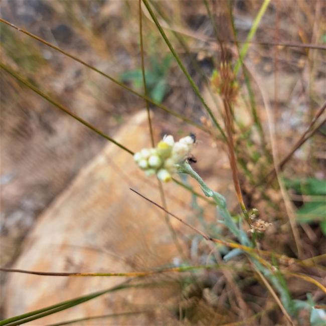 Pseudognaphalium luteoalbum (Jersey Cudweed) (alternate view 10)